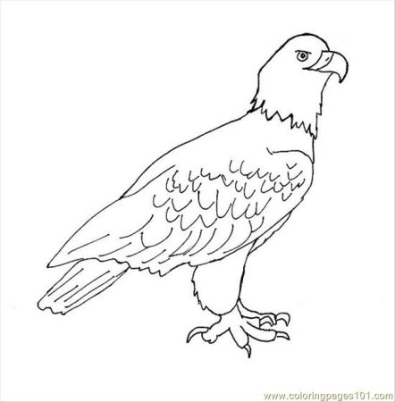 Беркут рисовать