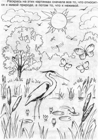 Живая и неживая природа задания для дошкольников