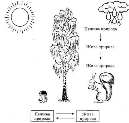 Связь живой и неживой природы задание