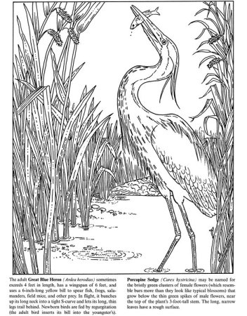 Цапля рисунок раскраска