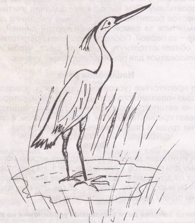 Цапля для срисовки