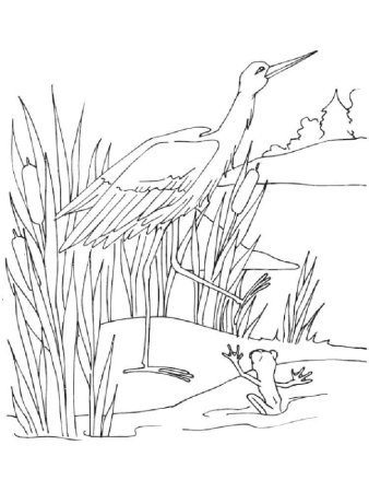 Раскраска птица на болоте