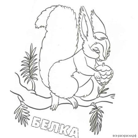 Белка с бельчатами раскраска