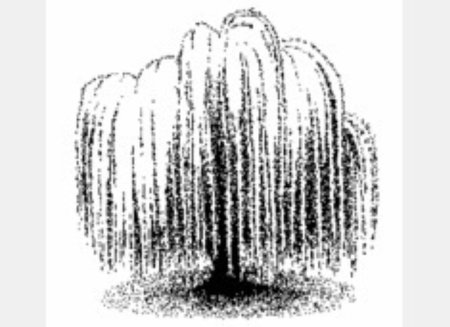 Плакучая Ива тушью