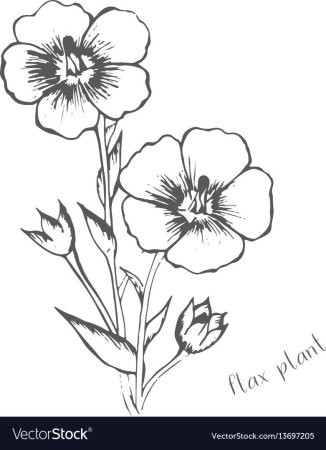 Лютик едкий разукрасить