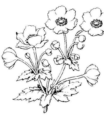 Лютик раскраска цветок