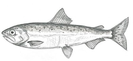 Раскраска рыба лосось