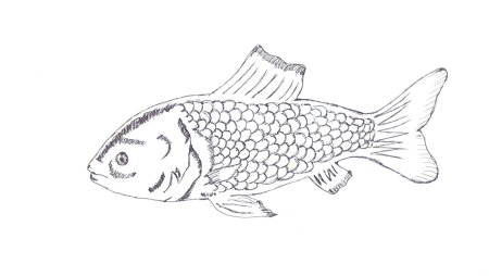 Нарисовать кету 4 класс