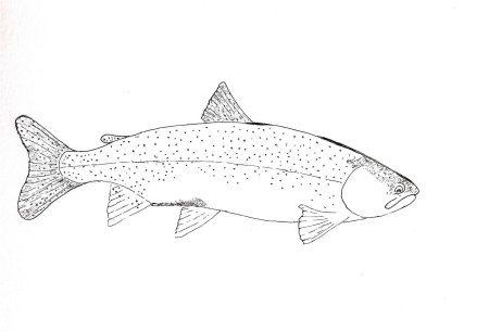 Рисунок кеты