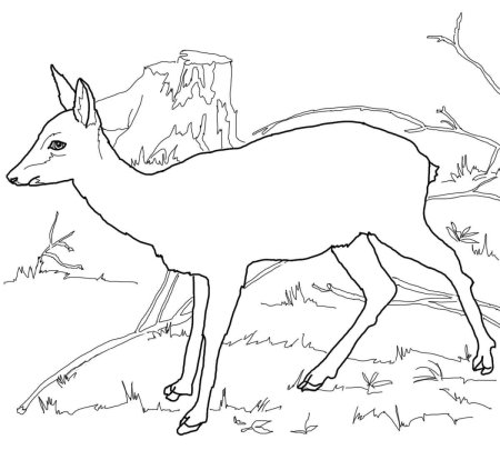 Косуля раскраска для детей