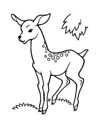 Косуля раскраска для детей