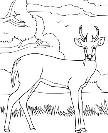 Косуля раскраска для детей