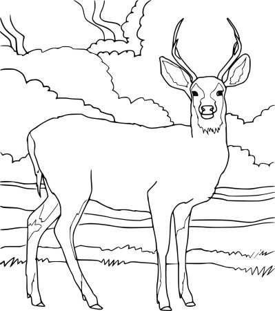 Косуля раскраска для детей раскраска