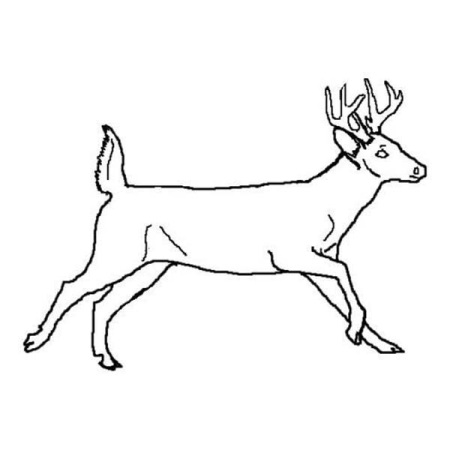 Косуля черно белое