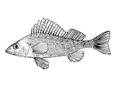 Рыба карандашом