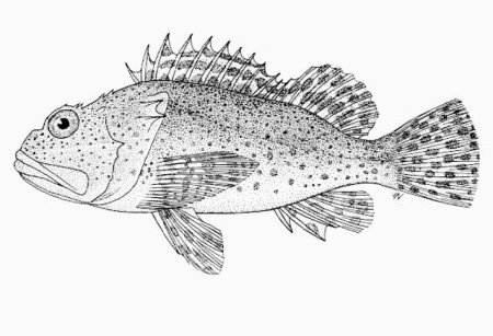 Черноморская скорпена-ёрш