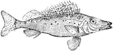 Ерш раскраска