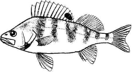 Речной окунь разукрашка