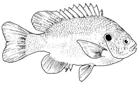 Окунь раскраска