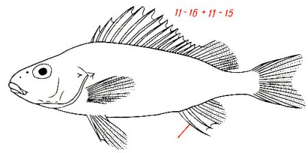 Нарисовать ерша