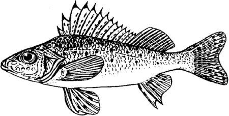 Ерш черно белая