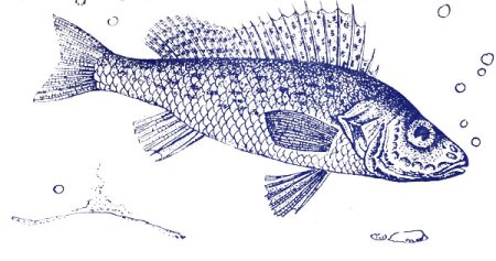 Ерш карандашом