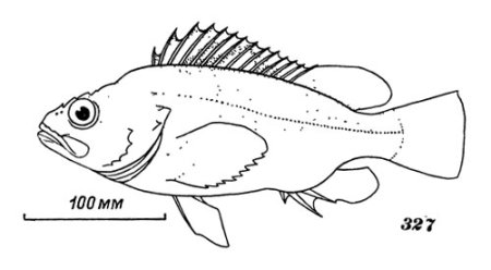 Рыба Ерш раскраска для детей
