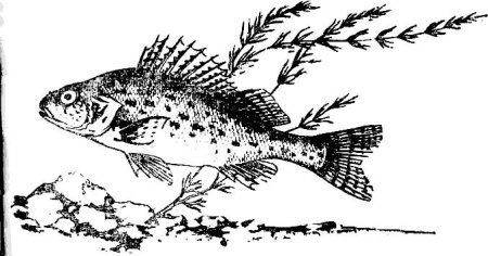 Ёрш раскраска для детей