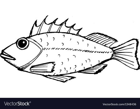 Ерш раскраска