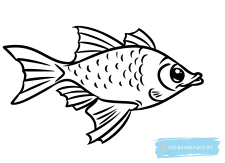 Рыба Ерш раскраска