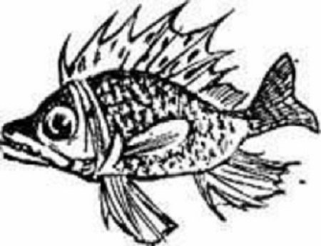 Иллюстрация черно белая Ерш