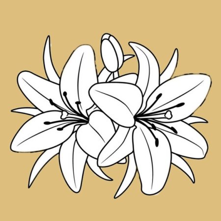 Раскраска цветы лилии