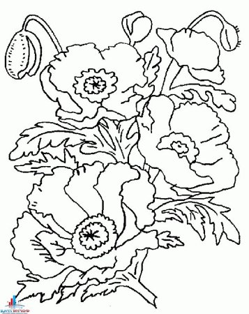 Раскраска маки цветы