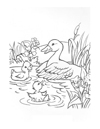 Раскраска утка с утятами в камышах для детей