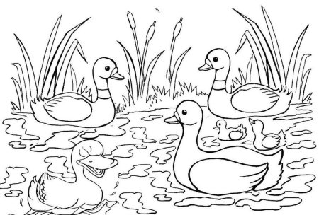 Утка с утятами на озере раскраска для детей