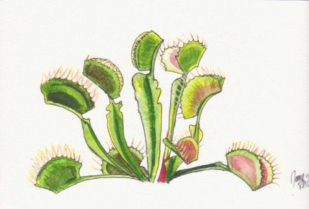 Ботанический рисунок Венерина мухоловка Дионея