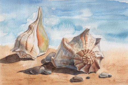 Рисование морских раковин