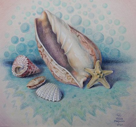Ракушка гравюра