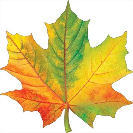 Рисунок листа клинового