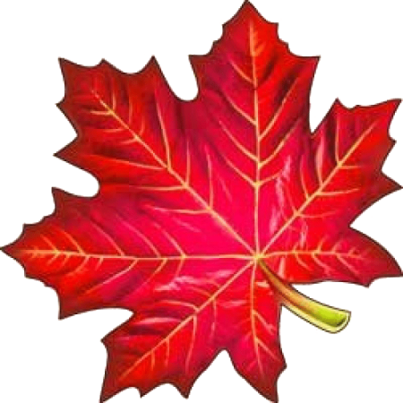 Кленовый лист раскраска для детей