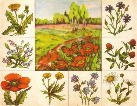 Лото "что где растет"