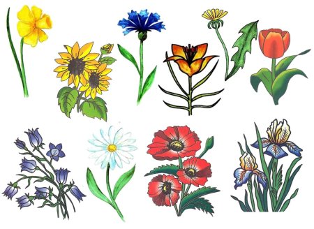 Полевые и садовые цветы