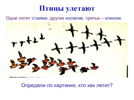 Скученная стая перелетных птиц