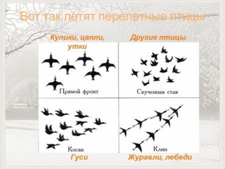 Поэтапное рисование птиц