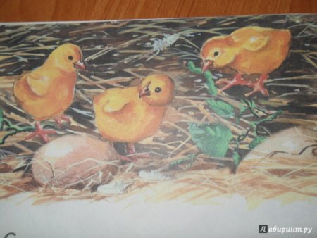 К Д Ушинский чужое яичко иллюстрации