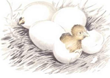 Ушинский Константин Дмитриевич чужое яичко