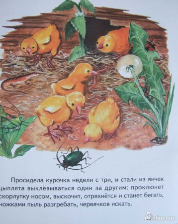 Ушинский Константин Дмитриевич чужое яичко