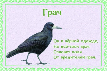 Стихи про птиц для детей
