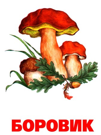 Съедобные грибы и несъедобные грибы Боровик