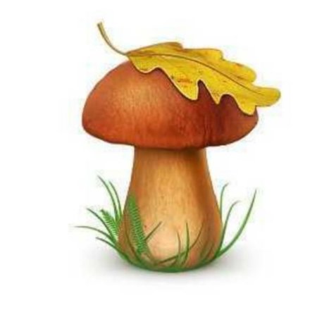 Осенние грибы для детей